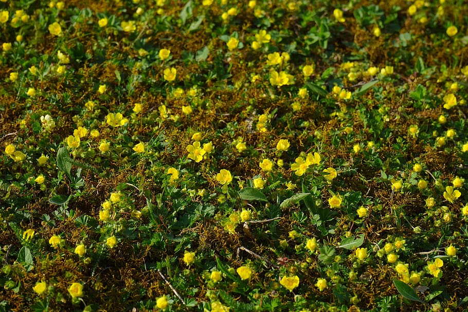 Gold, Strawberry, Ground Cover, Flower, gold strawberry, blossom, bloom, yellow, fouling, rush
