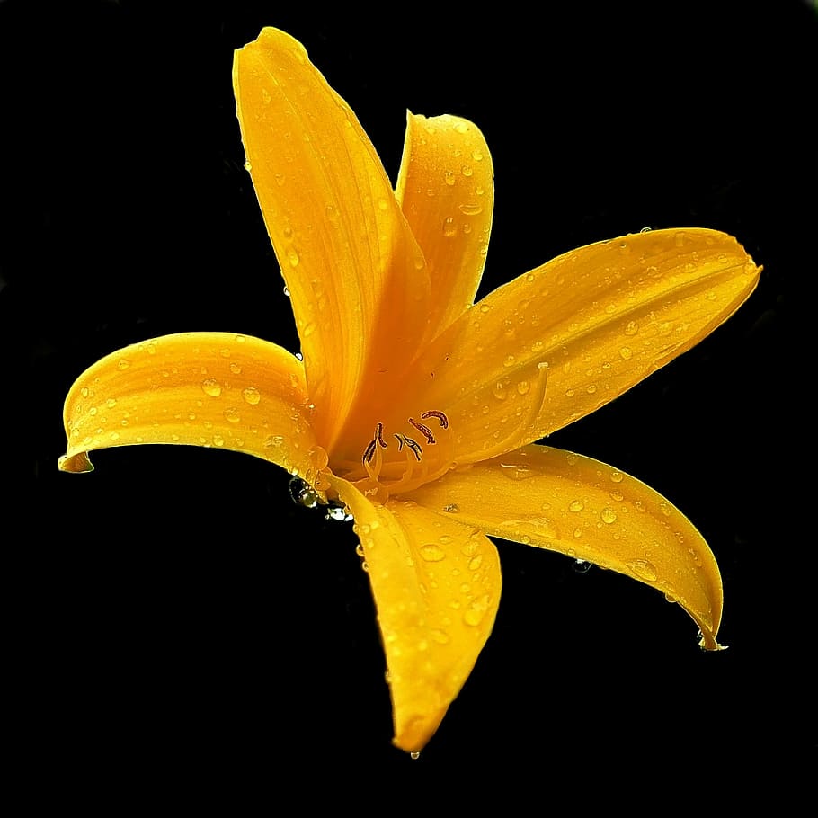 lily, yellow, blossom, bloom, flower, nature, garden, plant, close, lily family