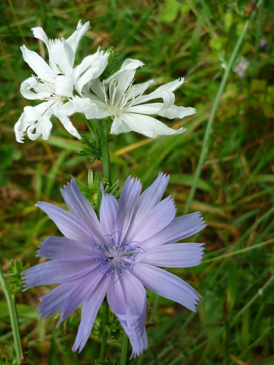 flower, chicory, albino, white, blossom, bloom, largest, rarity, blue, normal