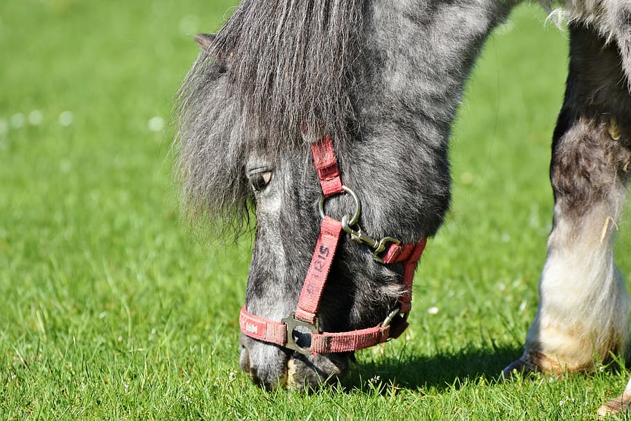 gray, horse, eating, grass, pony, mane, grey, small horse breed, seahorses, cute