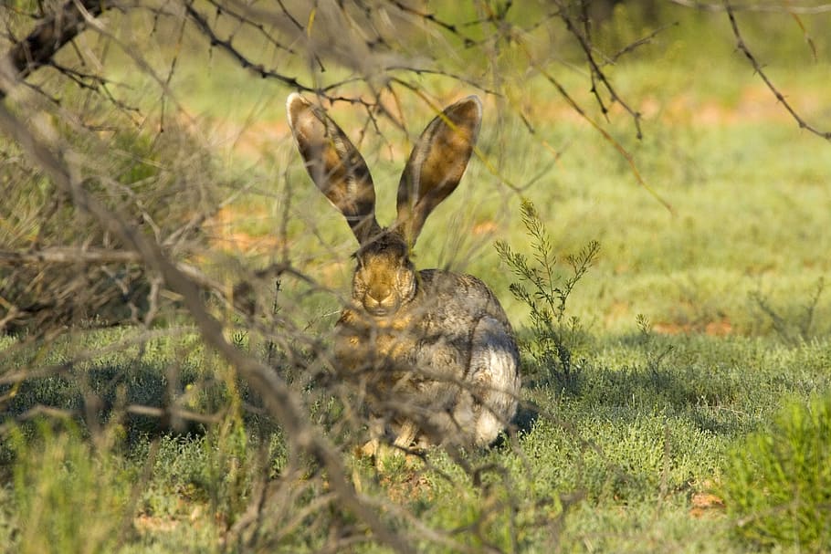 brown, fur hare, leafless tress, green, grass, jackrabbit, rabbit, listening, still, ears