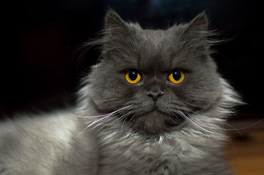 gray persian cat, cat, kitten, meows, sight, futrzak, coat, whiskers, nature, cat's eyes