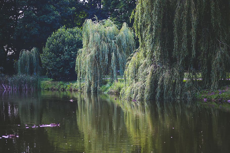lake photography, daytime, willow, tree, trees, green, nature, water, pond, river