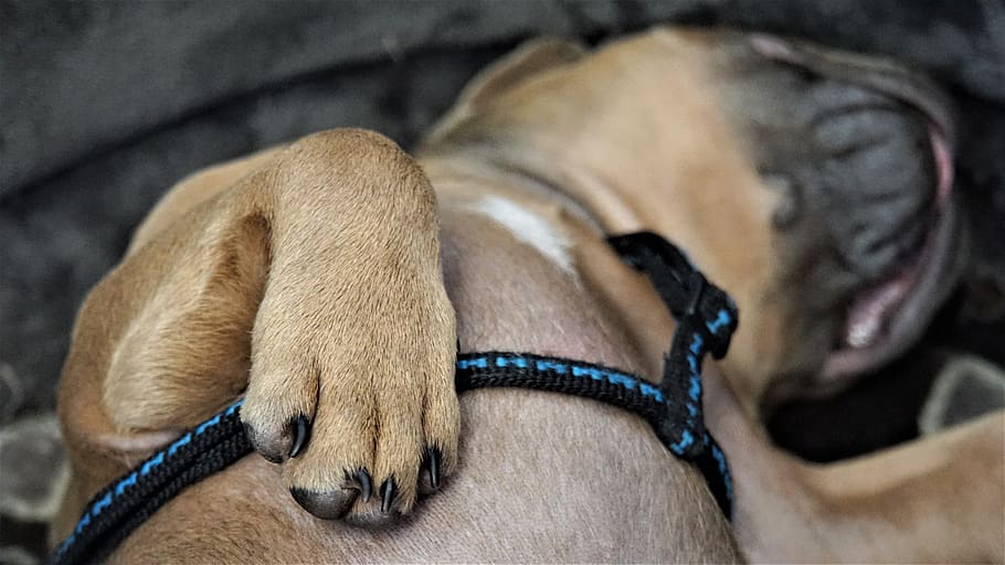 pata, close-up, cachorrinho, dormindo, cachorros, doce, pequeno, fofo, pata de cachorro, impressão de pata