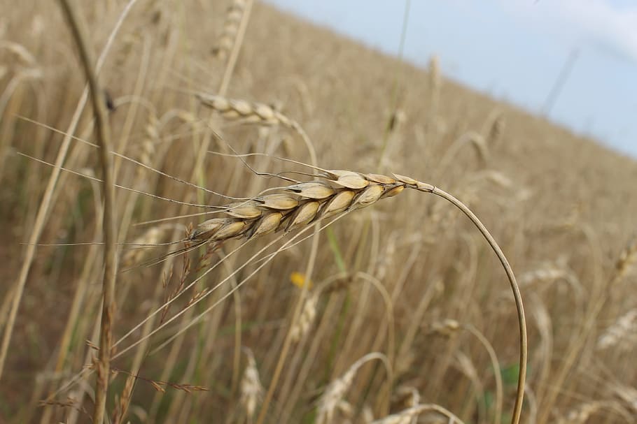 field, spikes, agriculture, summer, harvest, crops, mature, cereals, kolos, nature