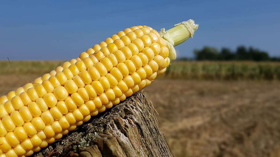 corn, corn on the cob, corn harvest, corn plant, thanksgiving, cornfield, nature, agriculture plant, fodder plant, food