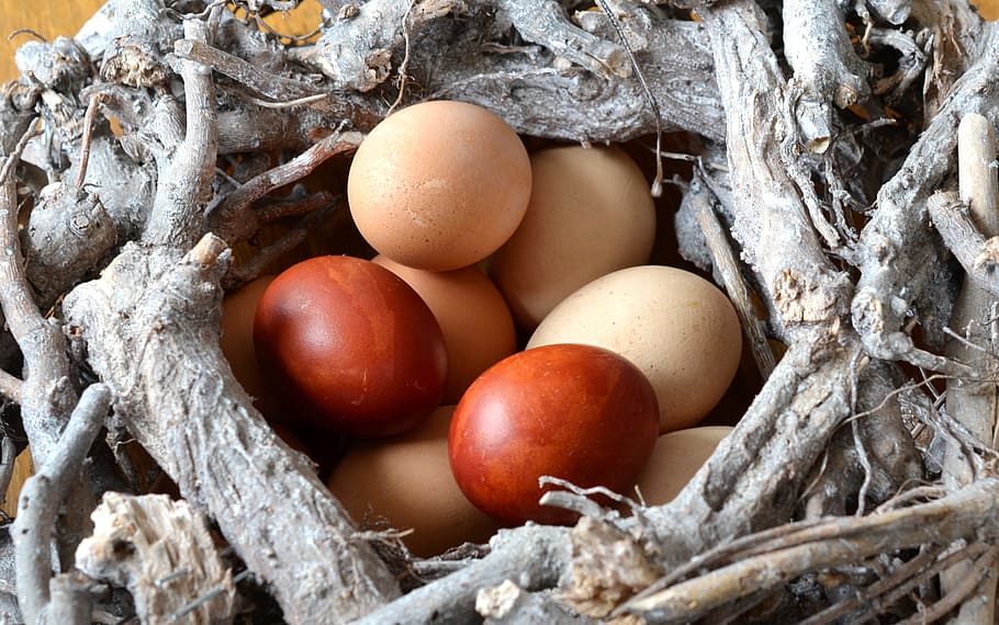 marrón, beige, huevos, huevo, huevos de pascua, comer, nido, pascua, comida, color