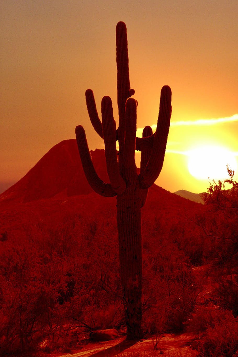 foto siluet, tanaman kaktus, Kaktus, Matahari Terbenam, Arizona, Amerika Serikat, matahari, perasaan senang sesudah mengalami kesenganan, langit, suasana hati