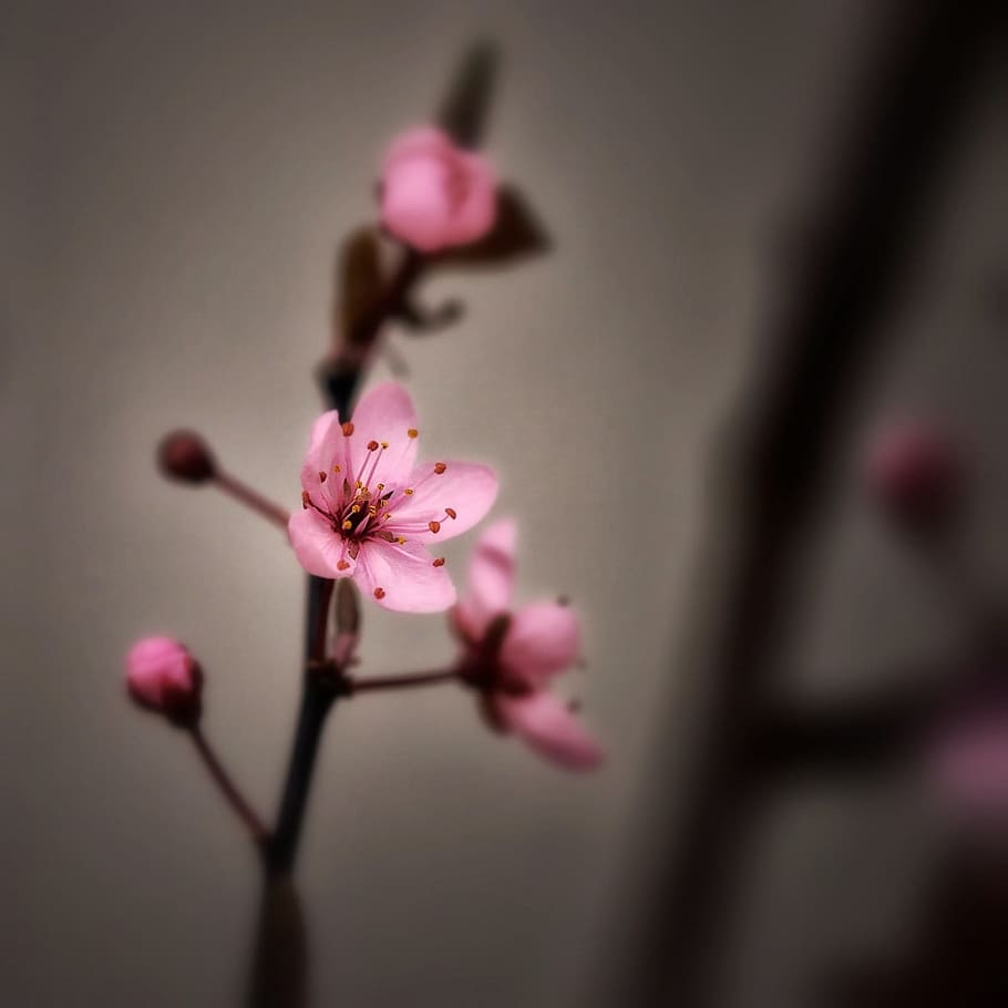 close-up photography, pink, petaled flowe, selective, photography, flower, cherry blossom, spring, color, japanese cherry trees