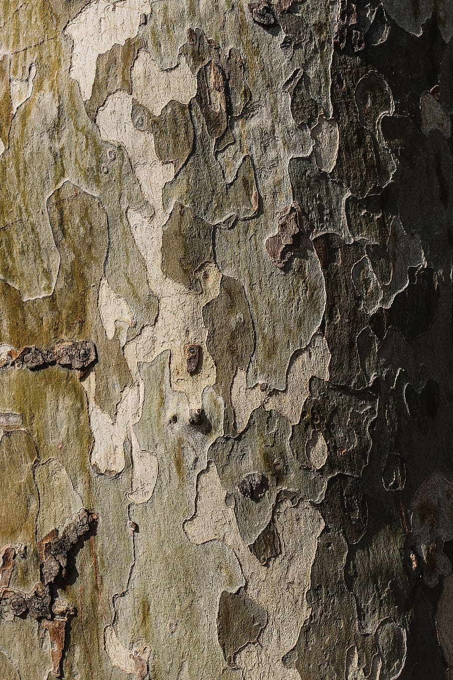 naturaleza, madera, marrón, corteza, tronco, fuerte, sólido, duro, árbol, troncos