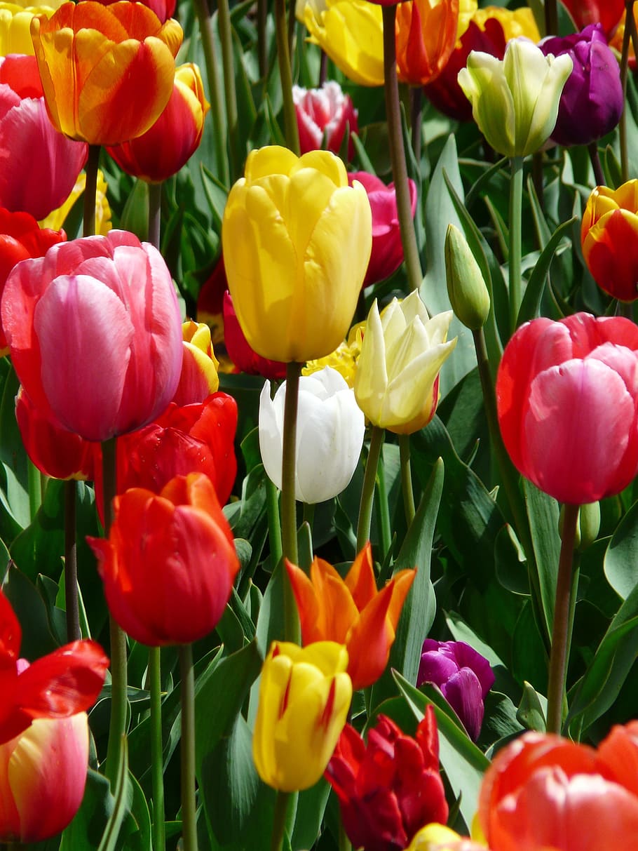 assorted-color tulips, tulip, yellow, yellow tumor, tulips, tulpenbluete, flowers, tulip field, colorful, color