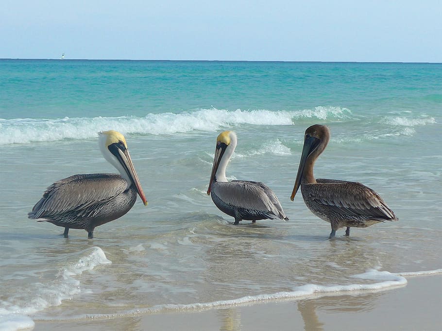 pelikan, bird, sea, animal, bill, water bird, sea birds, plumage, coulter, atlantic