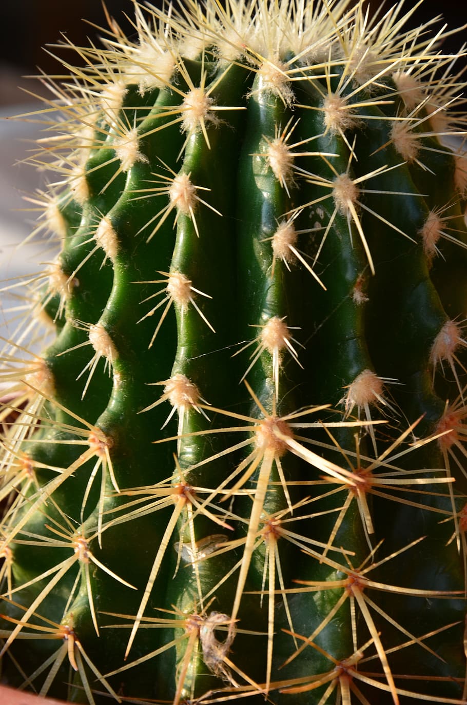 mini cactus, succulent plant, nature, cactus, thorn, spiked, sharp, close-up, barrel cactus, plant