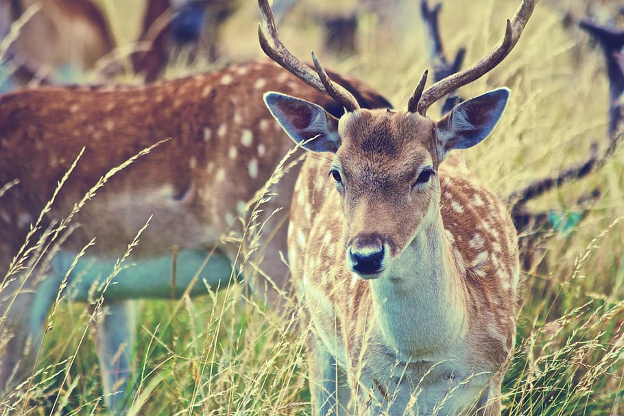 deer, antlers, animals, grass, field, nature, animal themes, animal, animal wildlife, one animal