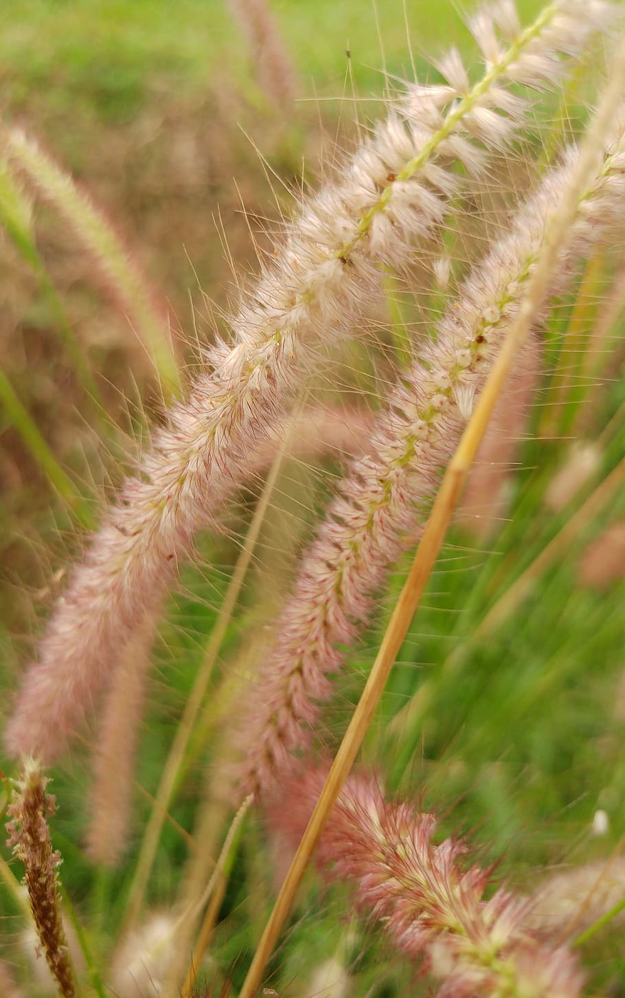 grass, shrubs flower, reed, hairy, meadow, environment, wind, growth, plant, nature