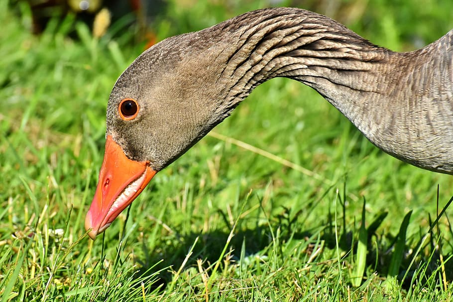 brown, duck, shallow-focus shot, goose, wild goose, water bird, head, neck, bird, nature
