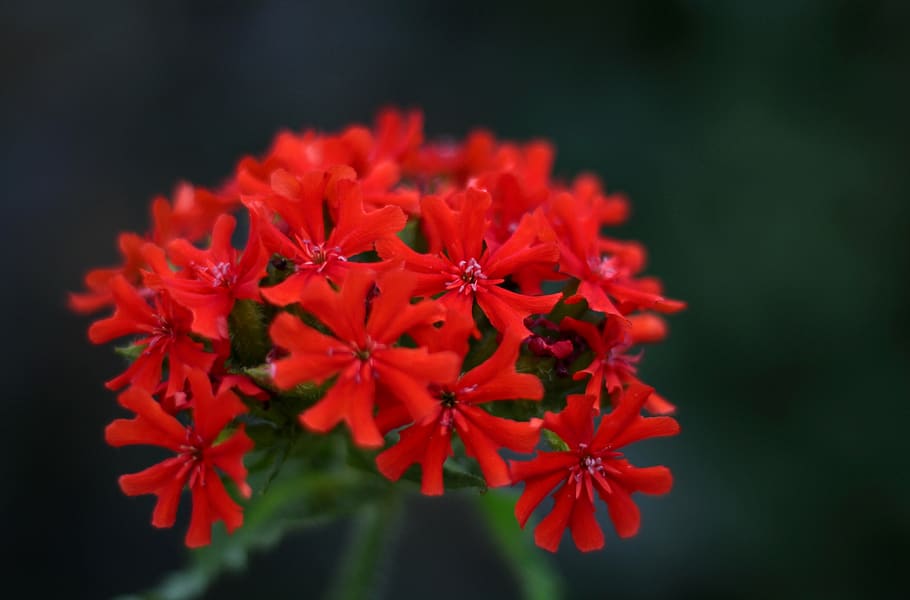 lychnis chalcedonica, burning love, red, garden, flowers, summer, romantic, flowering plant, plant, flower