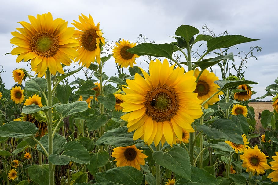 bunga matahari, bunga, kuning, lebah, musim panas, cerah, warna-warni, keadaan mendung, atmosfer, kepenuhan bunga