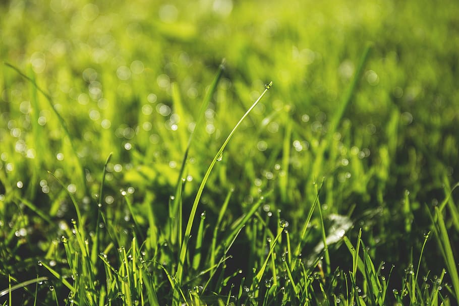 green, grass field, day time, grass, yard, field, nature, summer, sunshine, growth