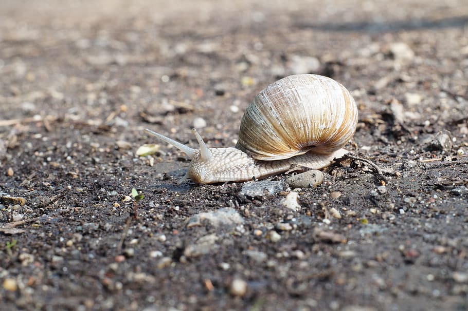 Snail, Mollusk, Reptile, Shell, animal shell, one animal, animal themes, nature, animals in the wild, animal wildlife