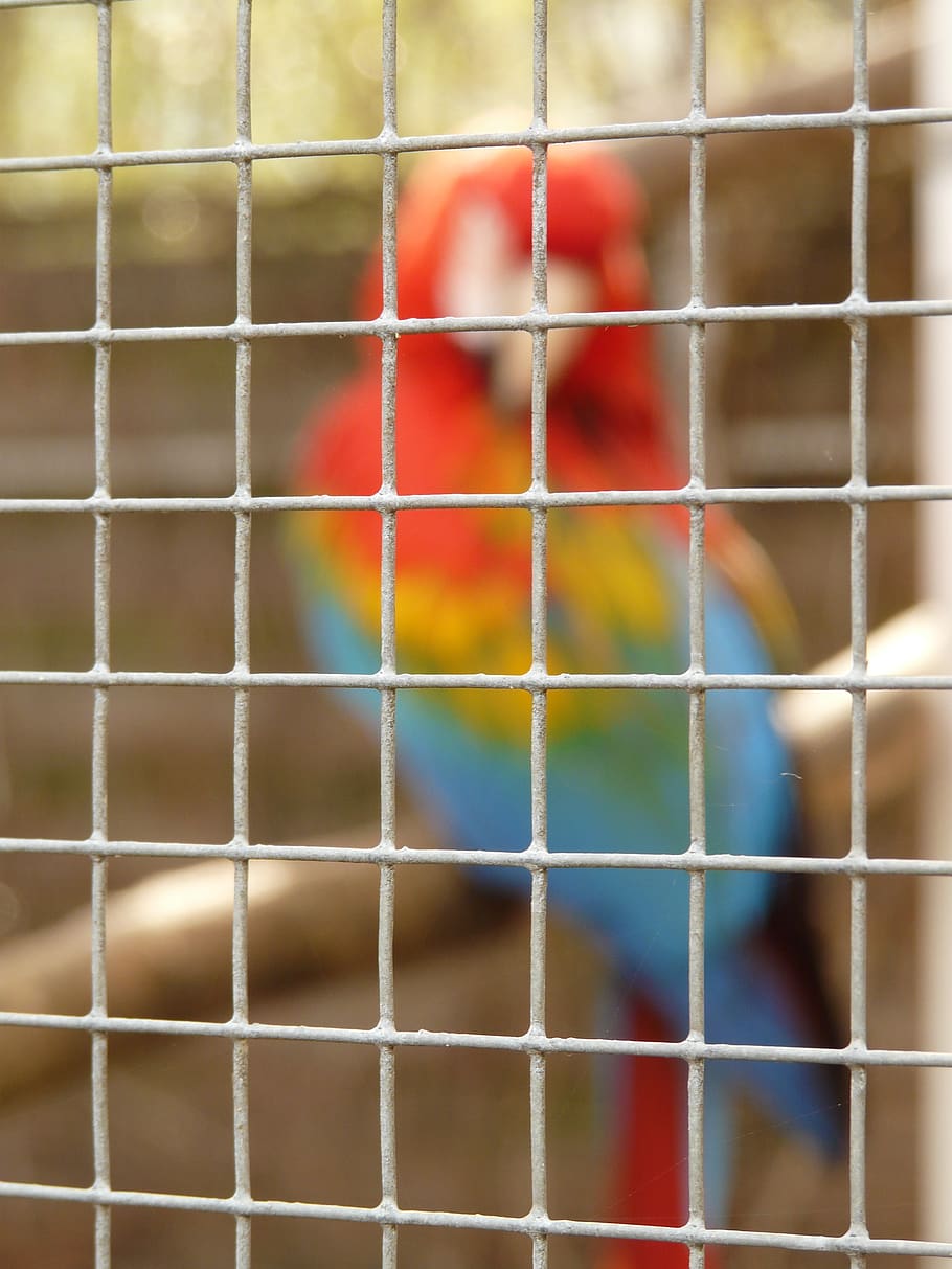 grid, imprisoned, parrot, prison, animal, bird, cage, multi colored, full frame, day