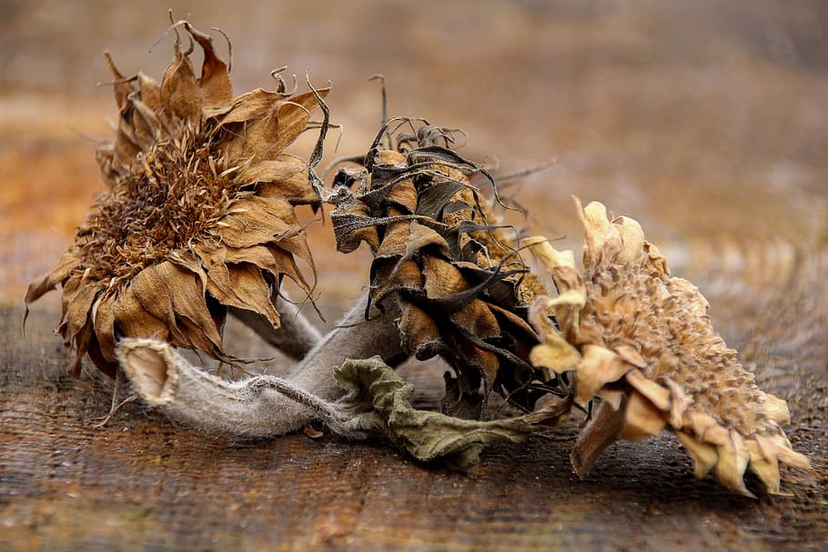 dried, sunflowers, brown, wooden, surface, still life, three sun flowers, symbol, transient, withers