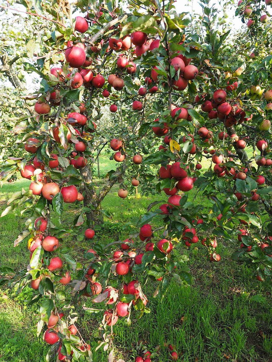Apple Tree, Fruit, Frisch, apple, red, healthy, vitamins, orchard, red boskoop, boskoop