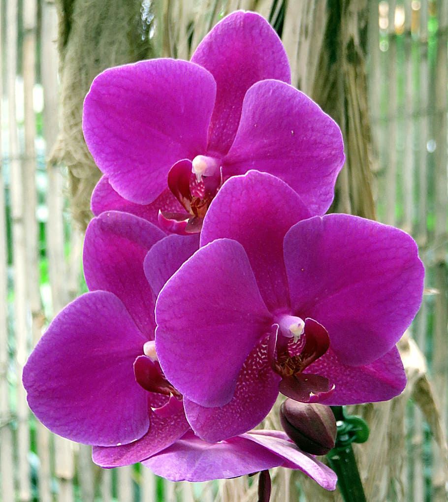 púrpura, orquídea polilla, floración, planta, flor, orquídea, phalaenopsis, violeta, planta floreciente, pétalo