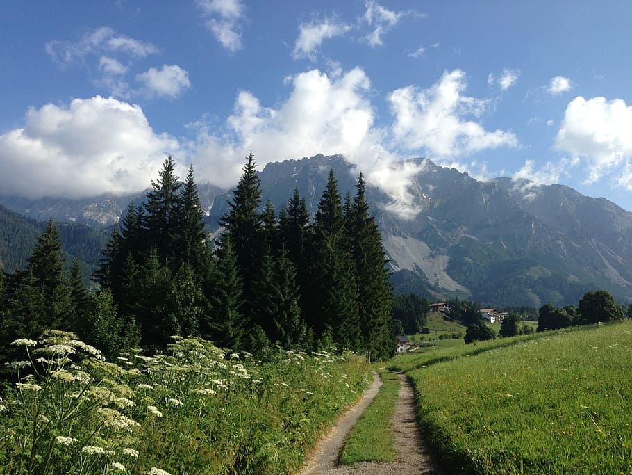 ramsau, dachstein, trail, spring, meadow, trees, mountains, beauty in nature, cloud - sky, plant