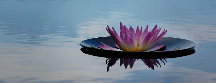 pink, green, waterlily, serenity, nature, flower, zen, calm, tranquil, meditation