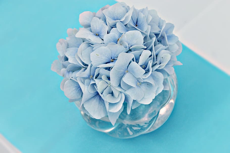 azul, arreglo de flores de hortensia, flor, hortensia, decoración de mesa,  planta, azul claro, flor de hortensia, adorno, decoración | Pxfuel