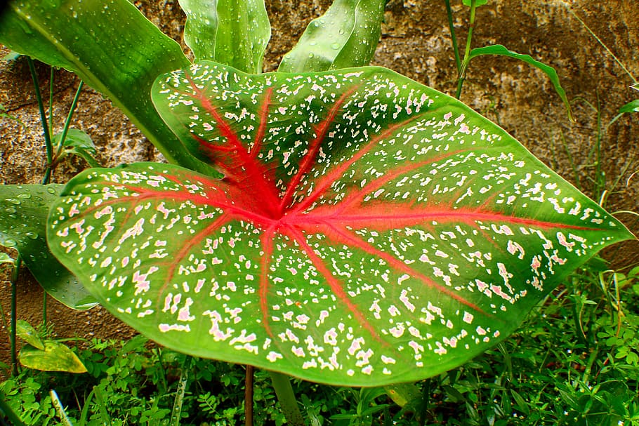 Caladium, Tajá, Taiá, Plant, caládio, ornamental plant, toxic, garden, leaf, green color