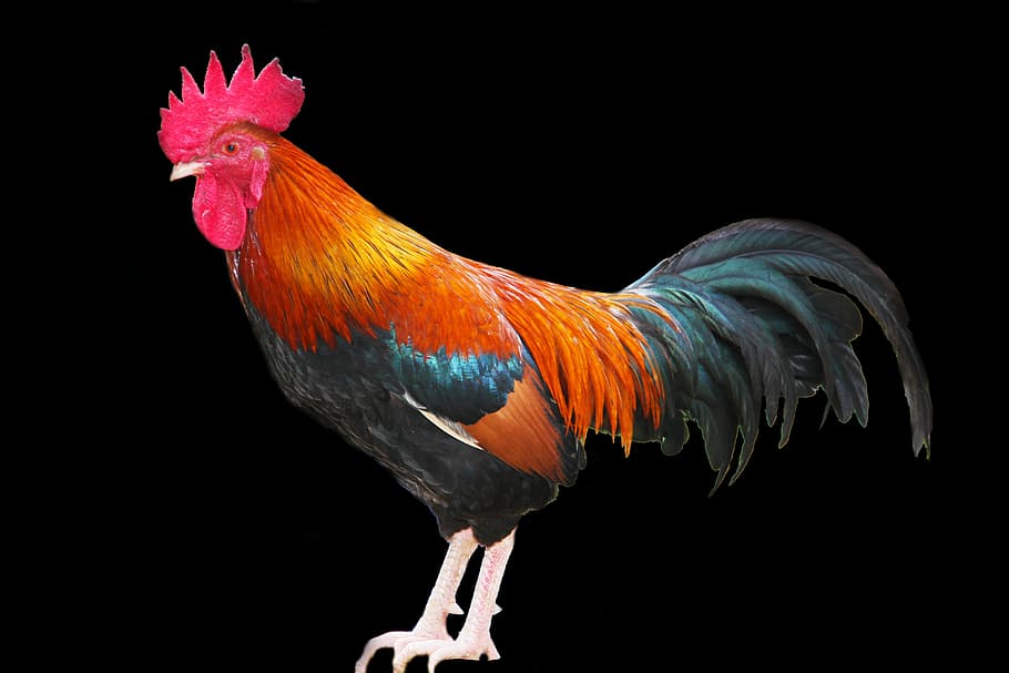 red, black, orange, rooster, red rooster, chicken, cockerel, poultry, bird, animal