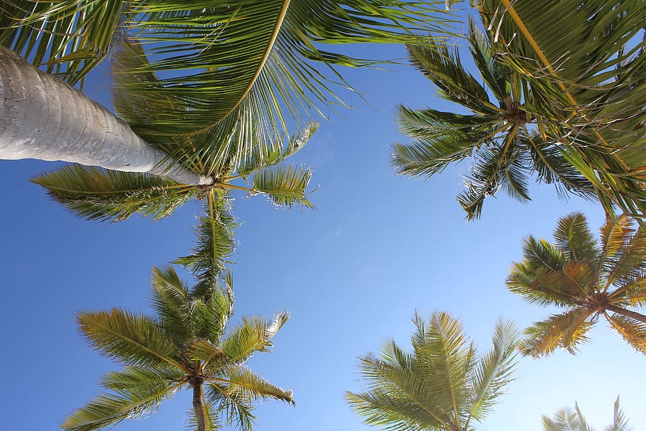 palms, punta cana, tropical, dominican republic, tropic, exotic, nature, sky, paradise, summer