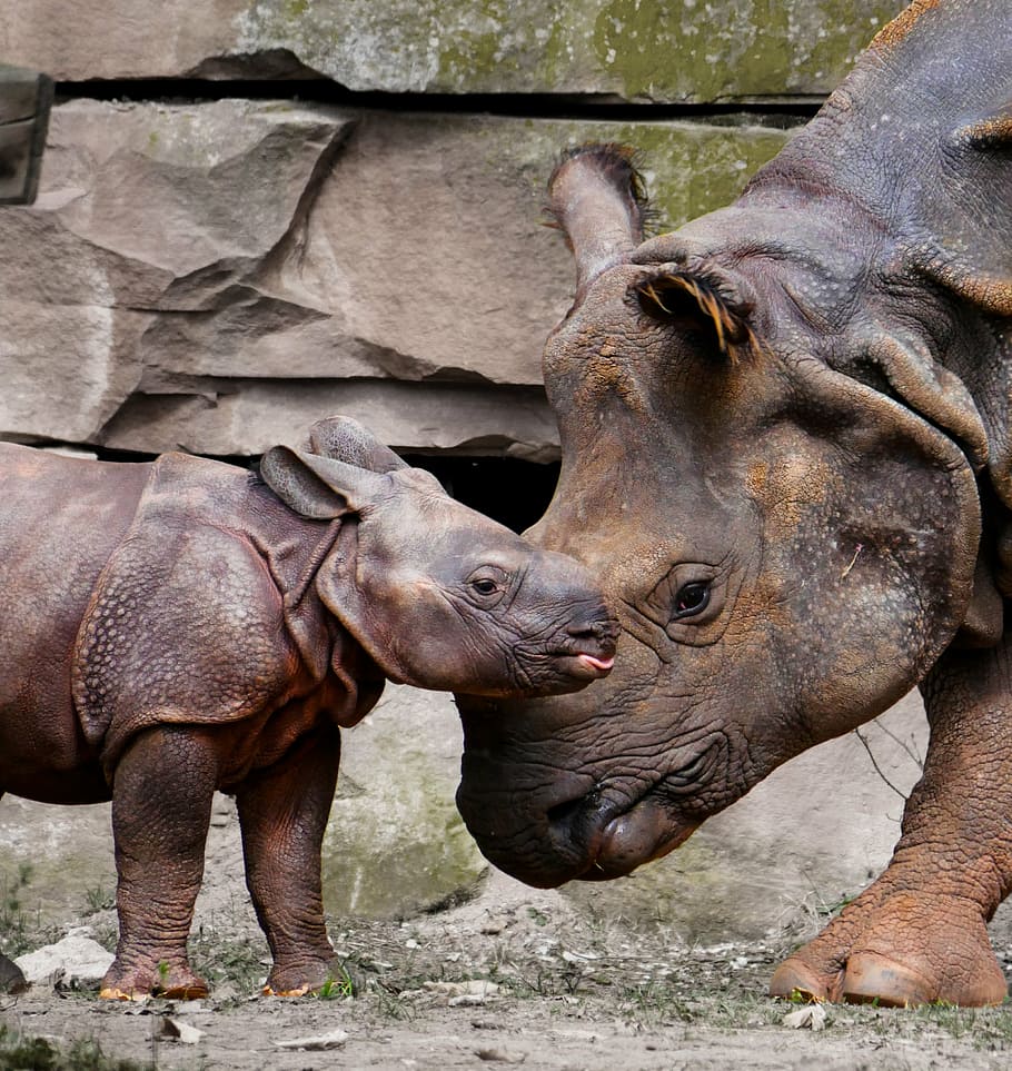 adult, baby rhinoceros, daytime, rhino, animals, emotions, rhino baby, love, mother, child