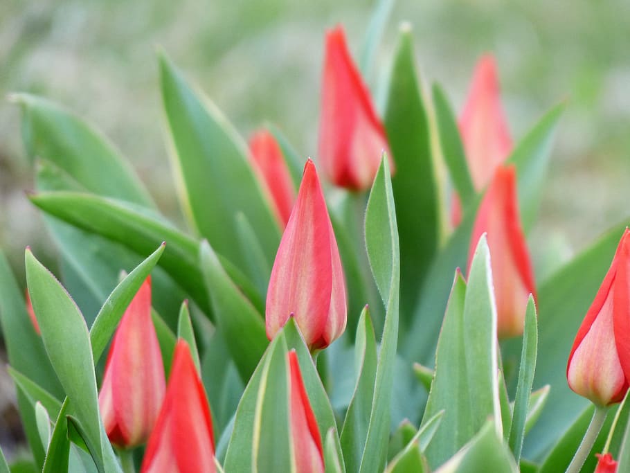 tulipanes, tulipanes negros, cerrados, flor, floración, rojo, tulipa, planta, parte de la planta, hoja