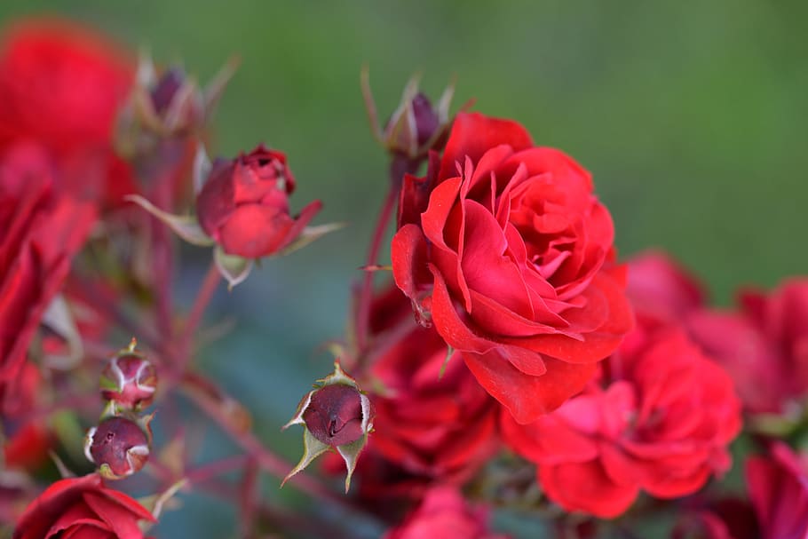 Ros, Flowers, Summer, roses, red, growth, flower, nature, plant, outdoors