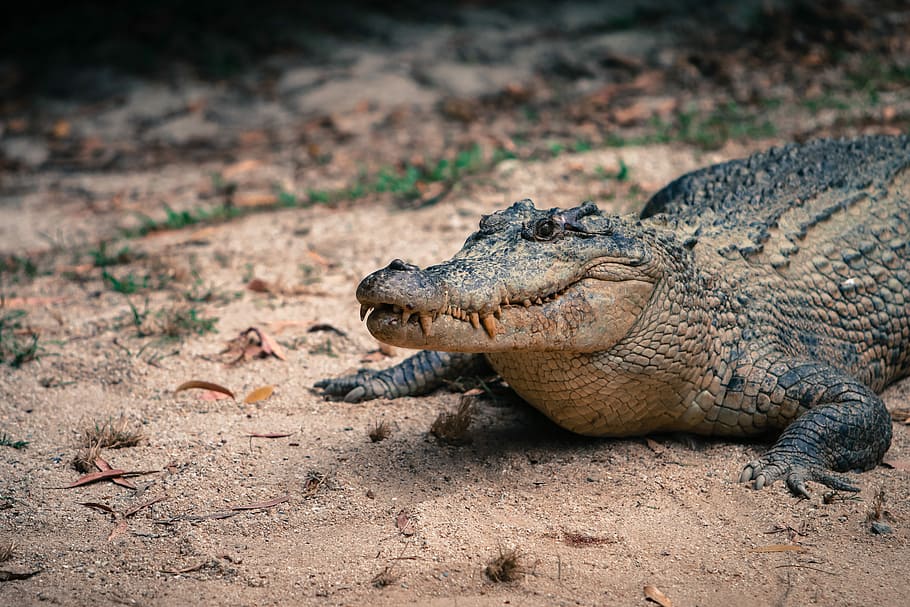 crocodilo, réptil, sangue frio, natureza, selvagem, predador, dentes, perigo, perigoso, australiano crocodilo de água salgada