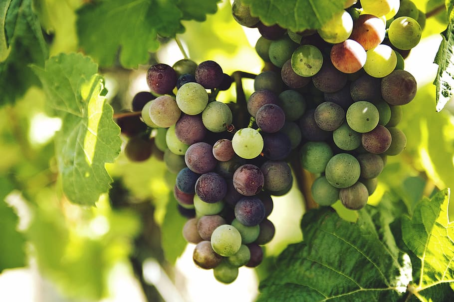 nature, vines, leaves, branches, grapes, spheres, vineyard, still, bokeh, food and drink