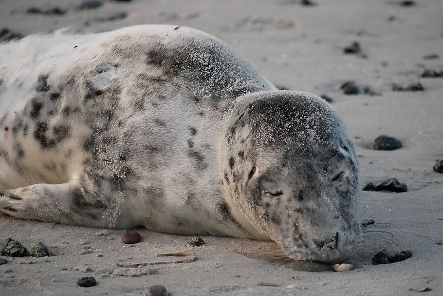 anjing laut abu-abu, rügen, musim semi, pantai, laut baltik, binatang muda, tidur, robbe, binatang, tema binatang