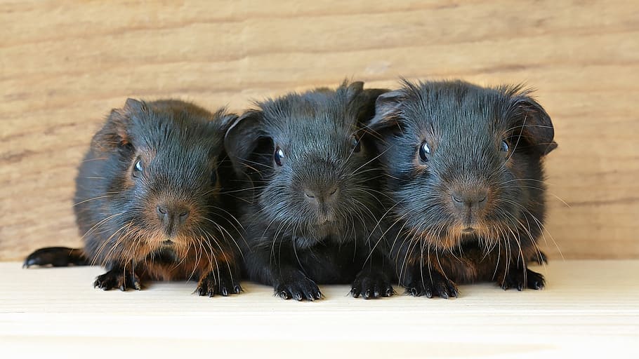 three, black, guinea pigs, baby guinea pigs, young animals, newborn, black tan, black red loh, small, cute