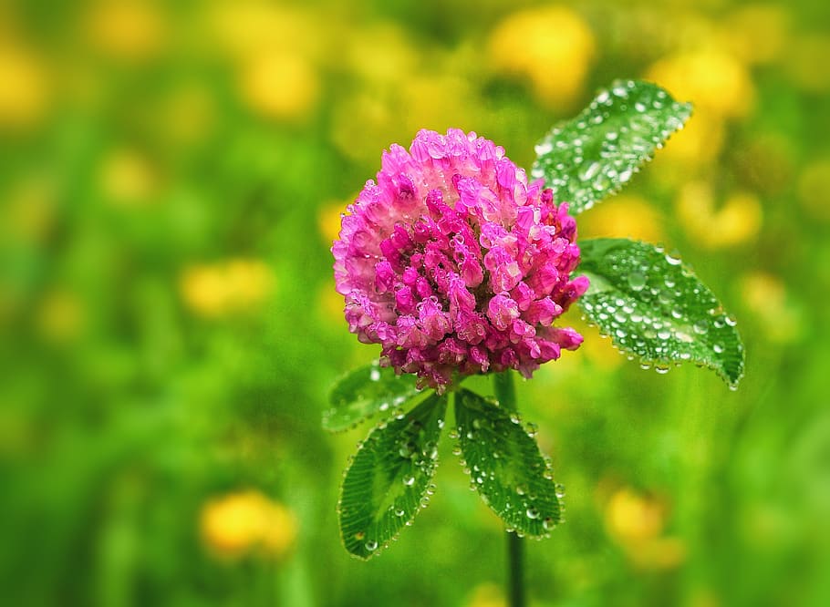 flor de trébol, trébol de cuatro hojas, flores, prado, naturaleza, por supuesto, rosa, verde, gota de agua, brillante