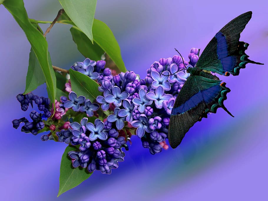 closeup, photography, purple, petaled flowers, lilac, plant, nature, garden, lilac branch, violet