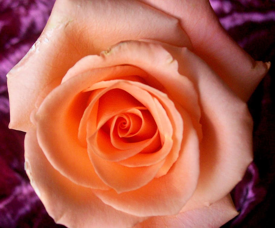 roses, peach rose, flower, floral, nature, love, blossom, romance, valentine, petal