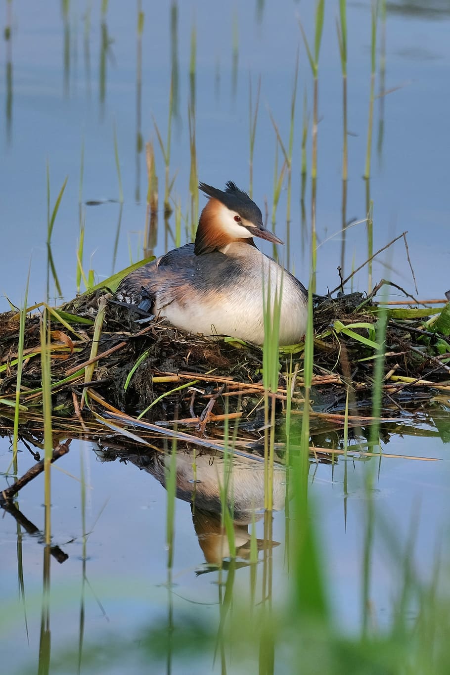Great Crested Grebe, Nest, Breed, Reed, water bird, brood care, breeding water, water reflection, lake, animals in the wild