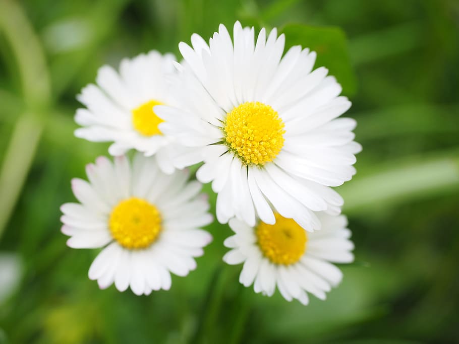 empat aster putih, daisy, bunga, mekar, putih, filosofi bellis, daisy multiannual, tausendschön, monatsroeserl, mp