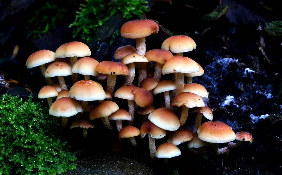 Hypholoma fasciculare, Sulphur tuft, selective, focus, photography, mushroom, grass, rock, daytime, fungus