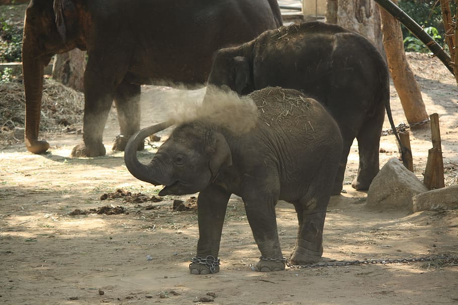 Baby, Elephant, Calf, baby elephant, kid, animal, cute, chains, child, nature
