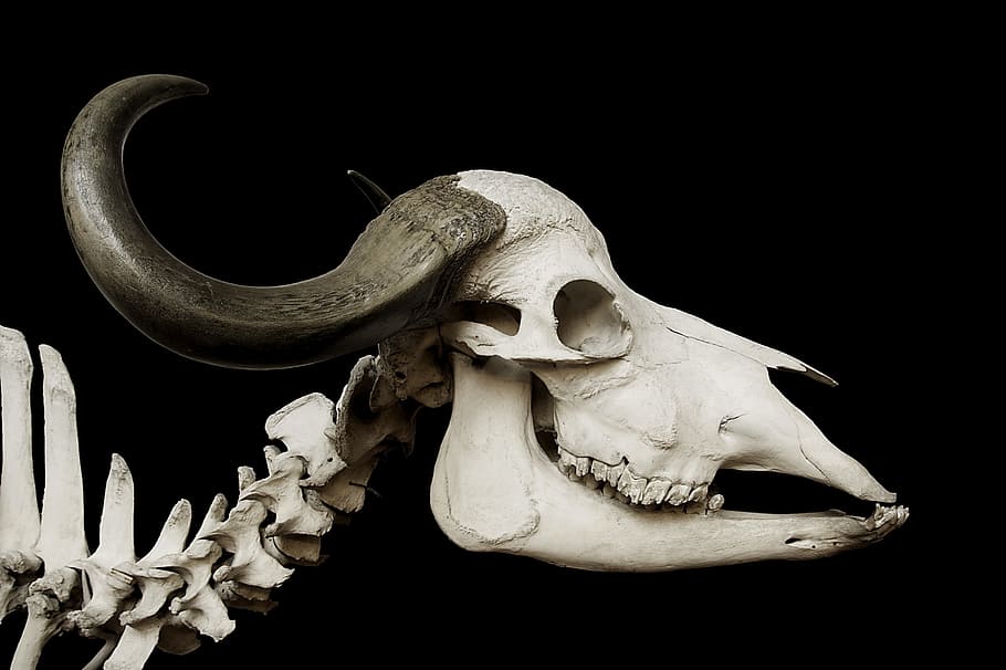 animal skeleton, cattle skull, skull, african buffalo, syncerus caffer, buffalo, horn, skeleton, skull and crossbones, beef