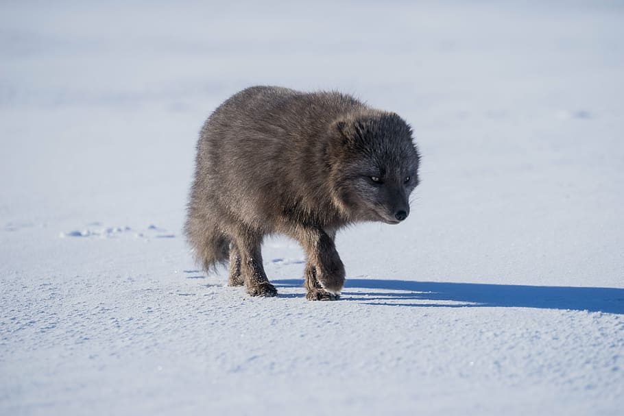 Коричневый, Волк, гулять пешком, снег, собака, щенок, животное, милый, тень, Домашнее животное